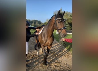 Zangersheide, Caballo castrado, 16 años, 175 cm, Castaño