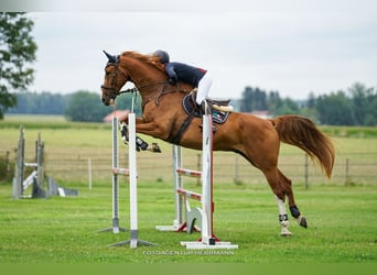 Zangersheide, Caballo castrado, 16 años, 176 cm, Alazán