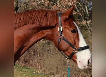 Zangersheide, Caballo castrado, 16 años, 176 cm, Alazán