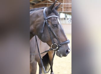 Zangersheide, Caballo castrado, 17 años, 162 cm, Castaño