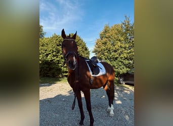 Zangersheide, Caballo castrado, 19 años, 164 cm, Castaño