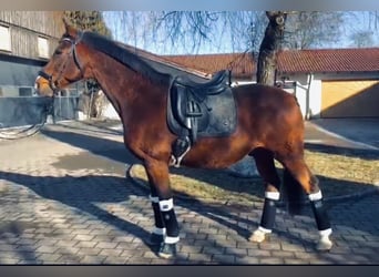 Zangersheide, Caballo castrado, 19 años, 164 cm, Castaño