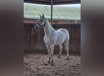 Zangersheide, Caballo castrado, 19 años, 175 cm, Tordo