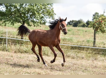 Zangersheide, Caballo castrado, 1 año, Castaño rojizo