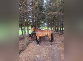Zangersheide, Caballo castrado, 2 años, 163 cm, Castaño rojizo