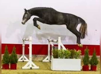 Zangersheide, Caballo castrado, 2 años, 165 cm, Tordo