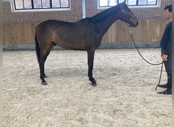 Zangersheide, Caballo castrado, 2 años, 168 cm, Castaño