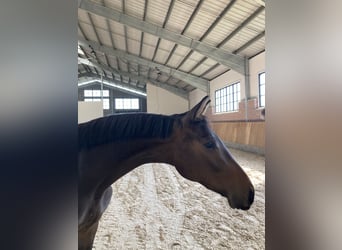 Zangersheide, Caballo castrado, 2 años, 168 cm, Castaño