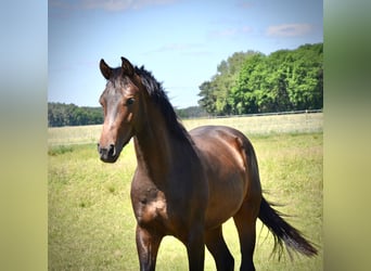 Zangersheide, Caballo castrado, 2 años, 168 cm, Castaño oscuro