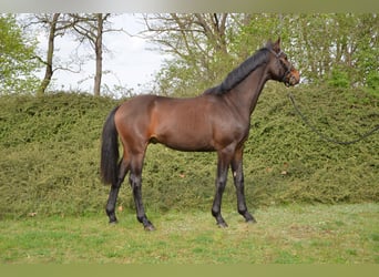 Zangersheide, Caballo castrado, 2 años, 168 cm, Castaño oscuro