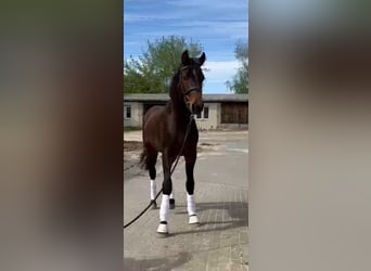 Zangersheide, Caballo castrado, 2 años, 168 cm, Castaño oscuro