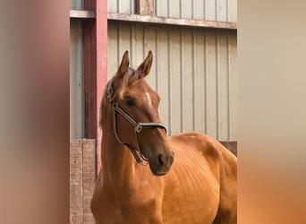Zangersheide, Caballo castrado, 2 años, 170 cm, Alazán
