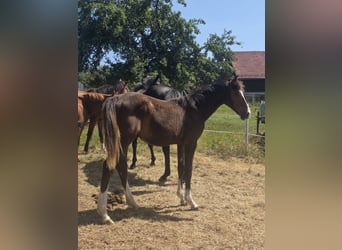 Zangersheide, Caballo castrado, 2 años, 170 cm