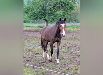 Zangersheide, Caballo castrado, 2 años, 170 cm, Castaño