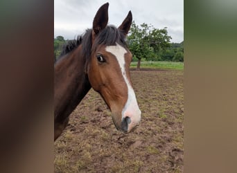Zangersheide, Caballo castrado, 2 años, 170 cm, Castaño