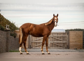 Zangersheide, Caballo castrado, 2 años