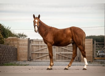Zangersheide, Caballo castrado, 2 años
