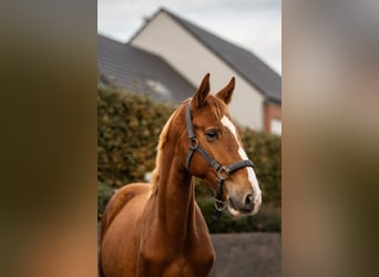 Zangersheide, Caballo castrado, 2 años