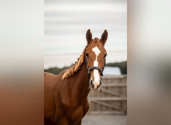 Zangersheide, Caballo castrado, 2 años