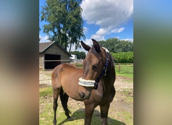 Zangersheide, Caballo castrado, 3 años, 152 cm, Castaño oscuro