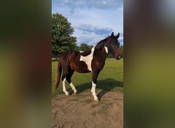 Zangersheide, Caballo castrado, 3 años, 157 cm, Pío
