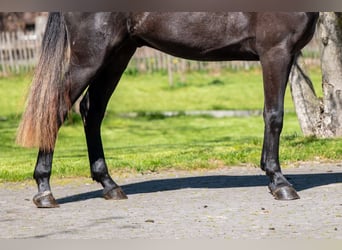 Zangersheide, Caballo castrado, 3 años, 161 cm