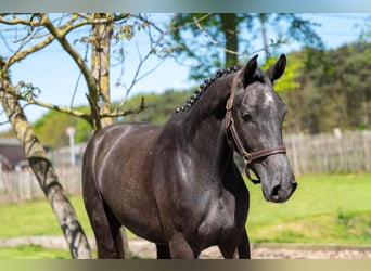 Zangersheide, Caballo castrado, 3 años, 161 cm