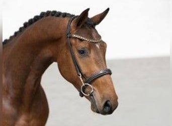 Zangersheide, Caballo castrado, 3 años, 161 cm, Castaño