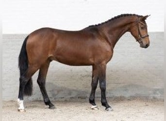 Zangersheide, Caballo castrado, 3 años, 161 cm, Castaño