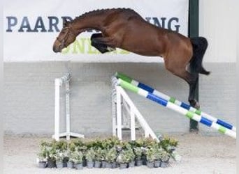 Zangersheide, Caballo castrado, 3 años, 161 cm, Castaño