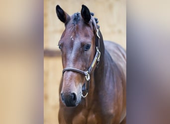 Zangersheide, Caballo castrado, 3 años, 161 cm, Castaño