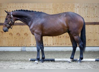 Zangersheide, Caballo castrado, 3 años, 161 cm, Castaño