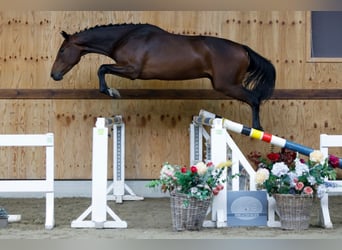 Zangersheide, Caballo castrado, 3 años, 161 cm, Castaño