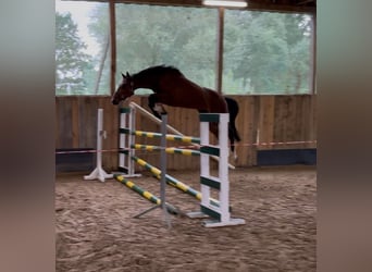 Zangersheide, Caballo castrado, 3 años, 162 cm, Castaño