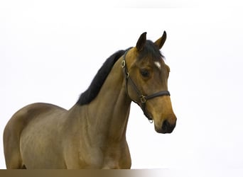 Zangersheide, Caballo castrado, 3 años, 162 cm, Castaño