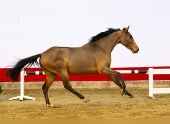 Zangersheide, Caballo castrado, 3 años, 162 cm, Castaño