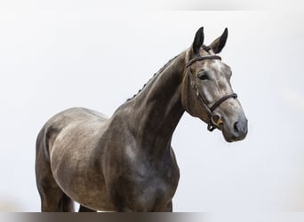 Zangersheide, Caballo castrado, 3 años, 162 cm, Tordo