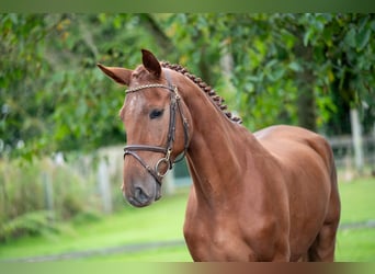 Zangersheide, Caballo castrado, 3 años, 163 cm, Alazán