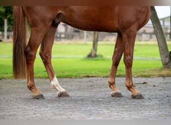 Zangersheide, Caballo castrado, 3 años, 163 cm, Alazán