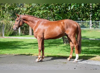 Zangersheide, Caballo castrado, 3 años, 163 cm, Alazán