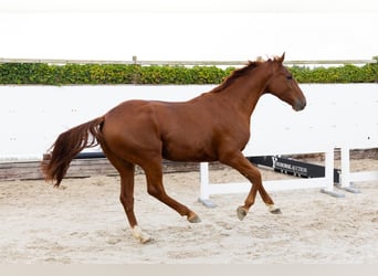 Zangersheide, Caballo castrado, 3 años, 163 cm, Alazán