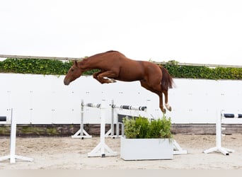Zangersheide, Caballo castrado, 3 años, 163 cm, Alazán