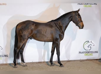 Zangersheide, Caballo castrado, 3 años, 163 cm, Castaño oscuro