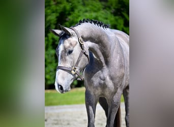 Zangersheide, Caballo castrado, 3 años, 163 cm, Tordo ruano