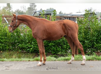 Zangersheide, Caballo castrado, 3 años, 164 cm, Alazán