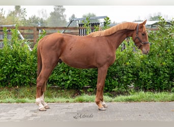 Zangersheide, Caballo castrado, 3 años, 164 cm, Alazán