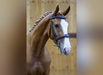 Zangersheide, Caballo castrado, 3 años, 164 cm, Alazán