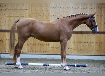 Zangersheide, Caballo castrado, 3 años, 164 cm, Alazán