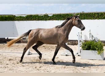 Zangersheide, Caballo castrado, 3 años, 165 cm