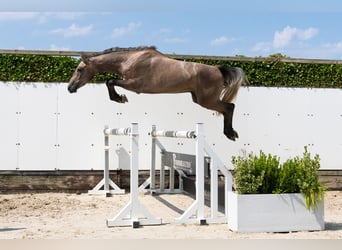 Zangersheide, Caballo castrado, 3 años, 165 cm